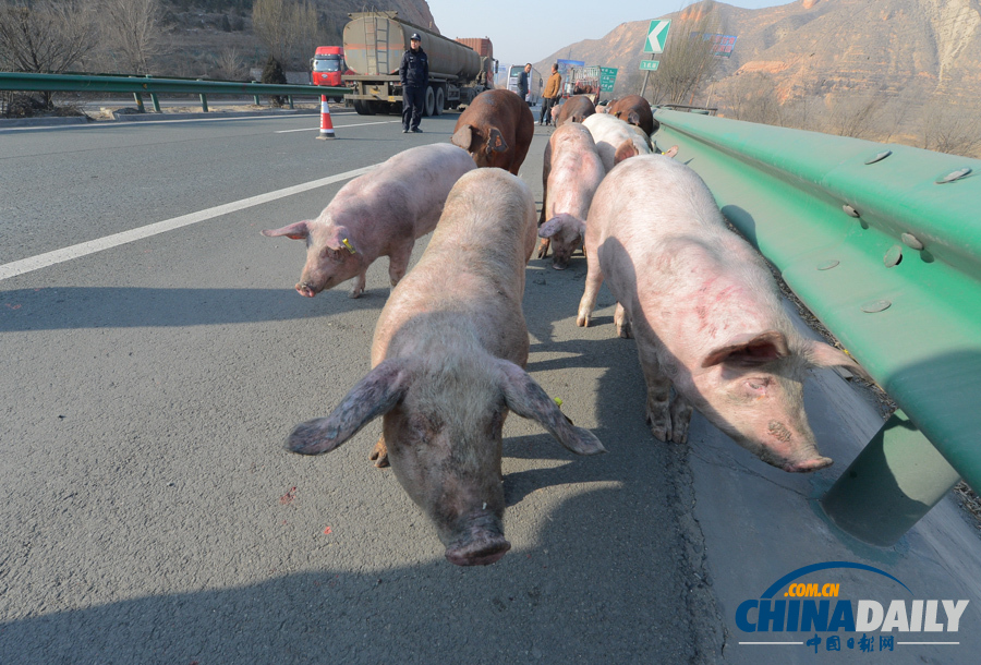 種豬大鬧高速路 交警當“豬倌”