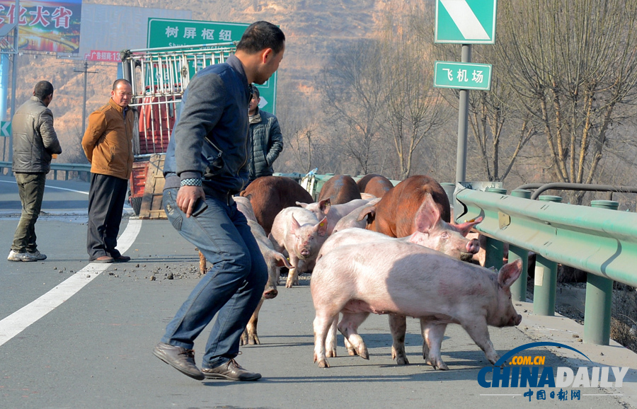 種豬大鬧高速路 交警當(dāng)“豬倌”