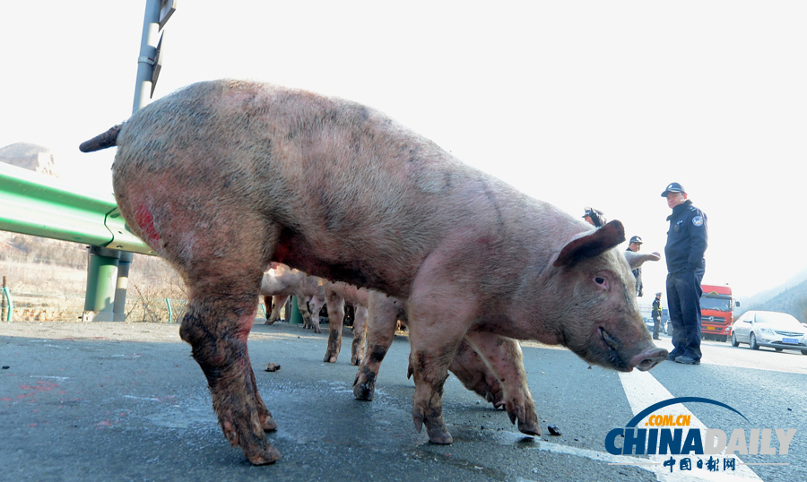 種豬大鬧高速路 交警當(dāng)“豬倌”