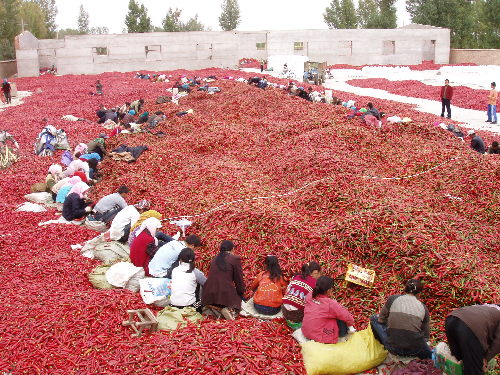 甘肅金昌金川區(qū)大力推進(jìn)美麗鄉(xiāng)村建設(shè)