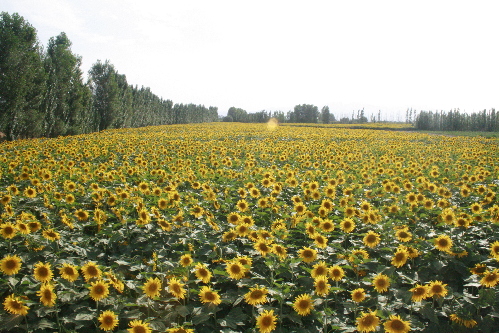 甘肅金昌金川區大力推進美麗鄉村建設