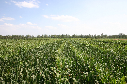 甘肅金昌金川區大力推進美麗鄉村建設