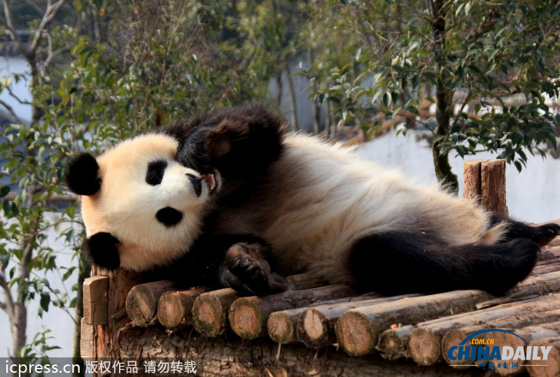 安徽休寧：大熊貓曬太陽賣萌憨態可掬