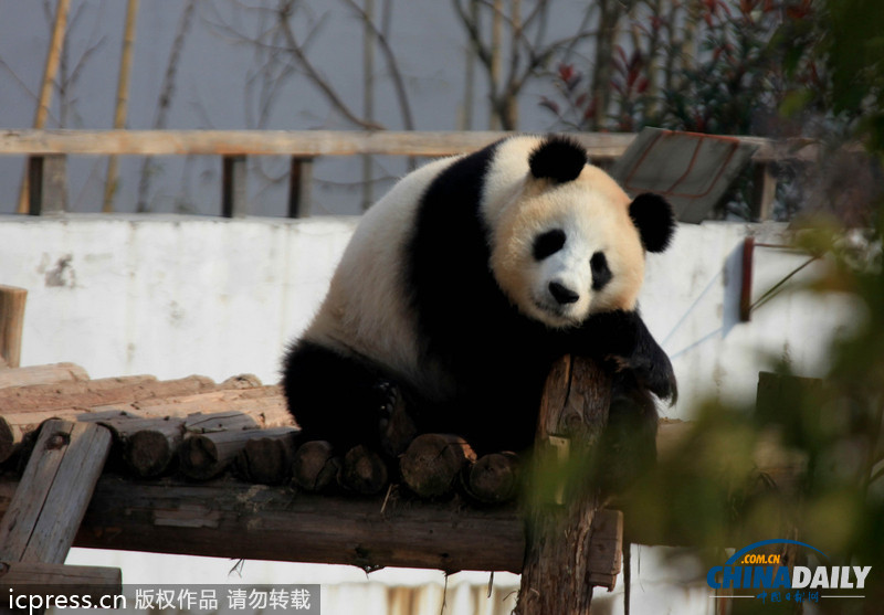 安徽休寧：大熊貓曬太陽賣萌憨態可掬