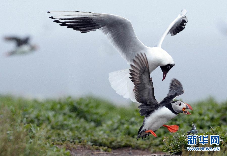 2013動(dòng)物狂想曲