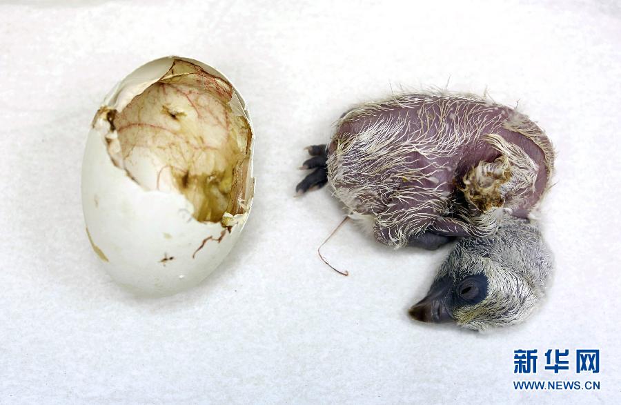 2013動(dòng)物狂想曲