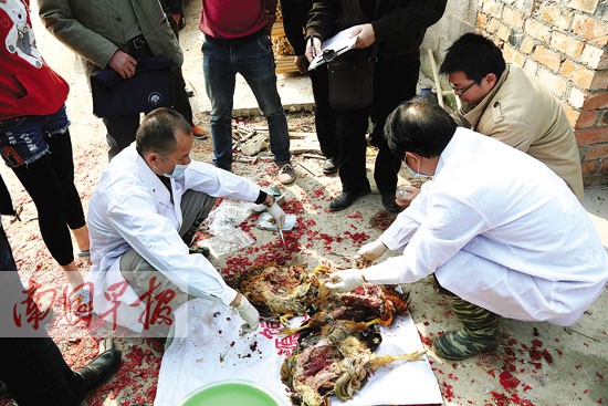 奇聞:放鞭炮嚇死一群雞？專家:雞群或因應(yīng)激死亡