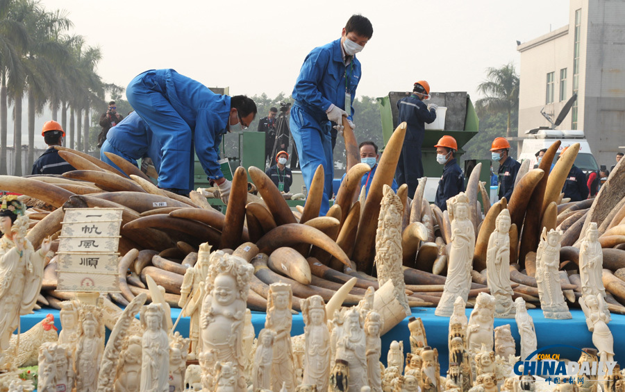 中國公開銷毀6.1噸執法查沒象牙