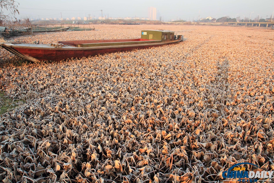 水葫蘆殘?bào)w飄蕩浙江紹興市區(qū)河道