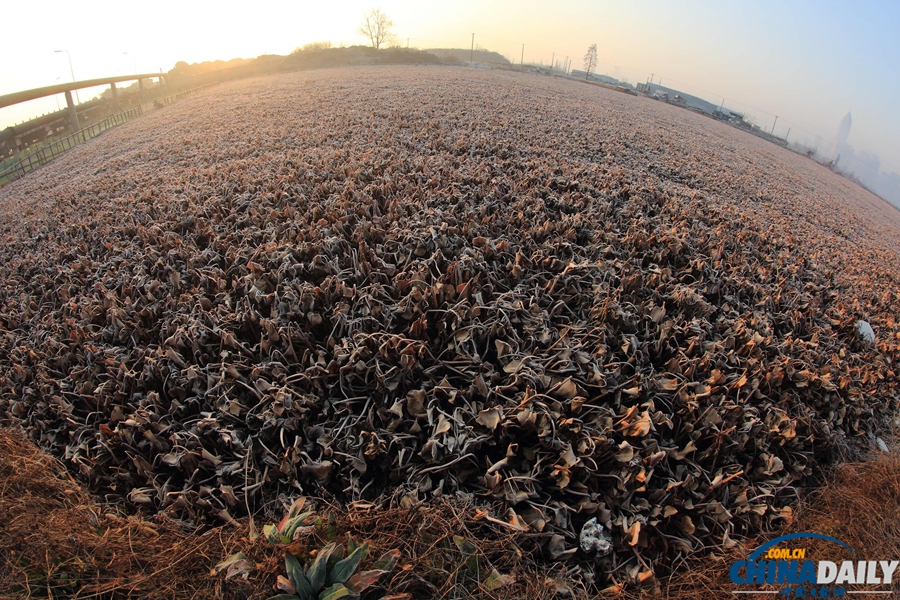 水葫蘆殘體飄蕩浙江紹興市區河道