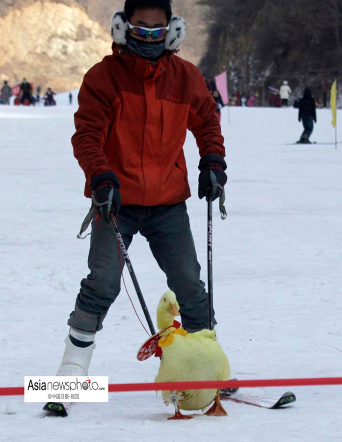 中國日報一周圖片精選：1月11日—17日