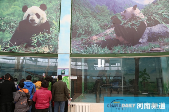 鄭州動物園回應(yīng)“九大質(zhì)疑”“熊貓坐臺”或存在