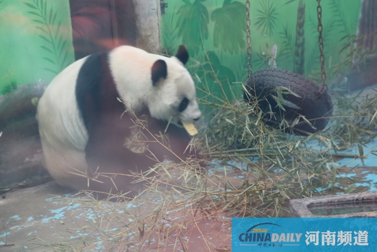 鄭州動物園回應“九大質疑”“熊貓坐臺”或存在