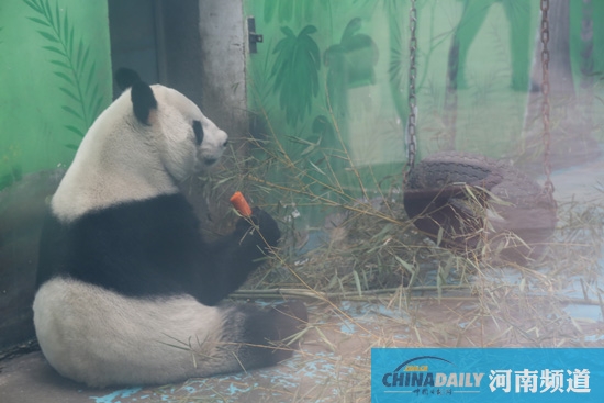 鄭州動物園回應“九大質疑”“熊貓坐臺”或存在
