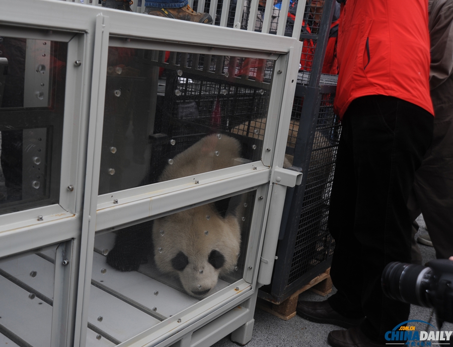 大熊貓“星徽”、“好好”啟程赴比利時定居