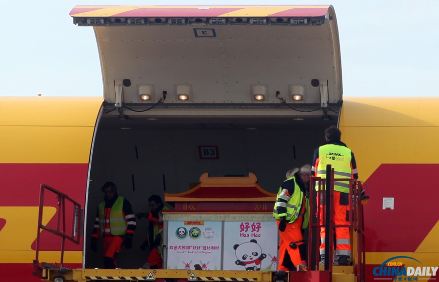 大熊貓“星徽”“好好”抵達(dá)比利時(shí)