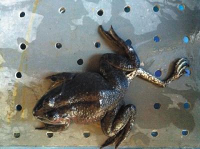 飯店養怪青蛙身上長五條腿成“招牌”(圖)