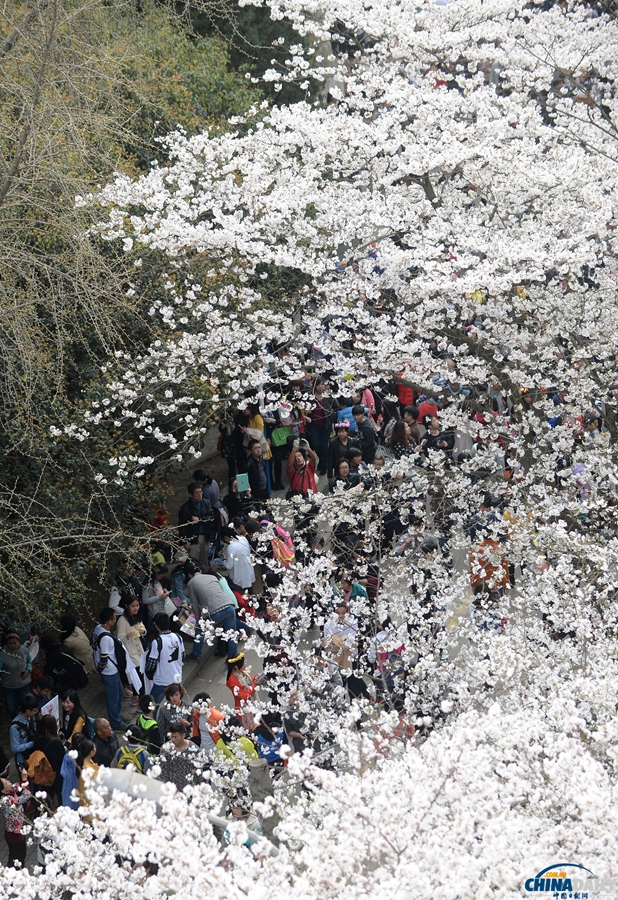 湖北武漢：武大櫻花開(kāi) 校園成公園