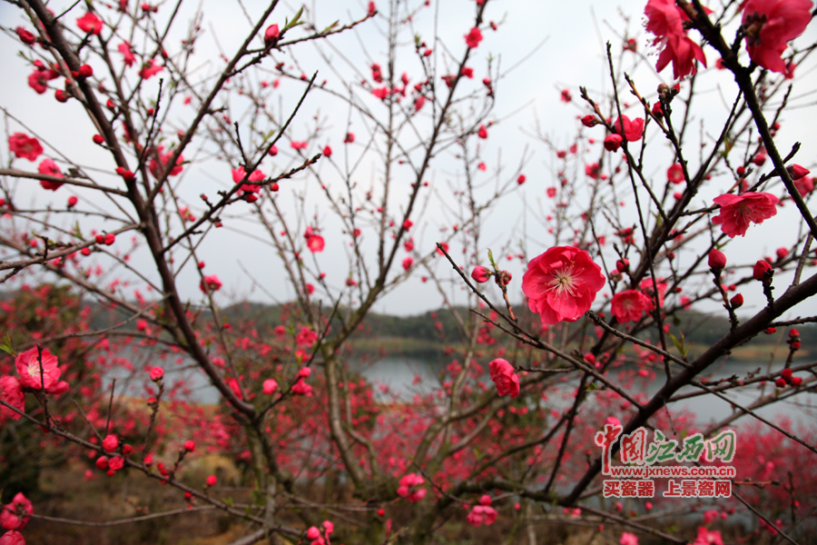 “第六屆全國網絡媒體江西游”采訪團暢游桃花島
