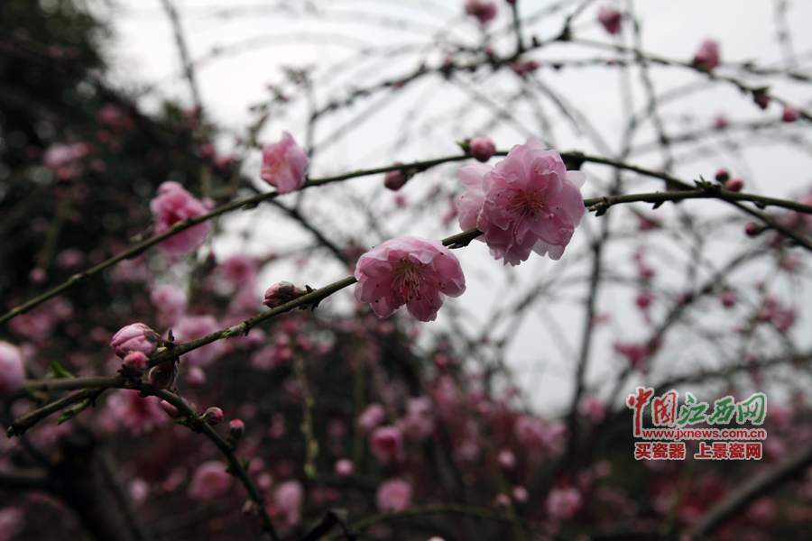 “第六屆全國網絡媒體江西游”采訪團暢游桃花島