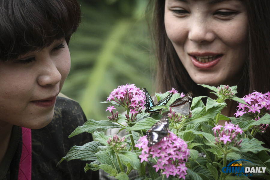 煙臺舉辦活體蝴蝶展 市民感觸春天色彩