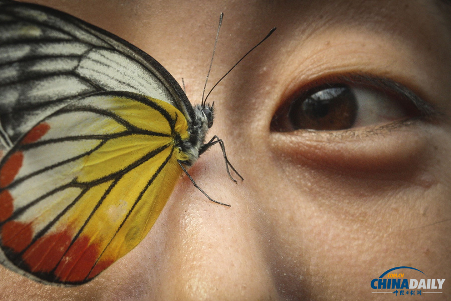 煙臺(tái)舉辦活體蝴蝶展 市民感觸春天色彩