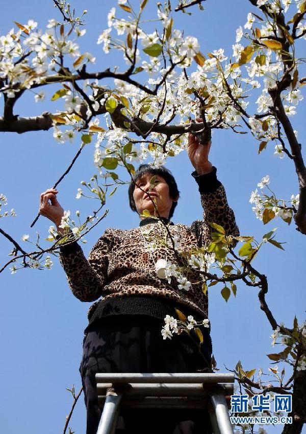 “鴨梨之鄉”果農授粉忙