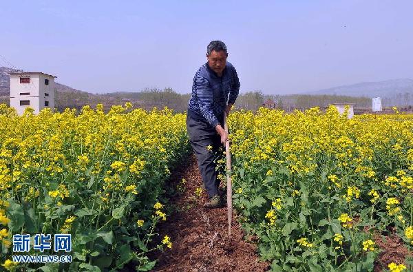 山東濟南：油菜花開樂農家