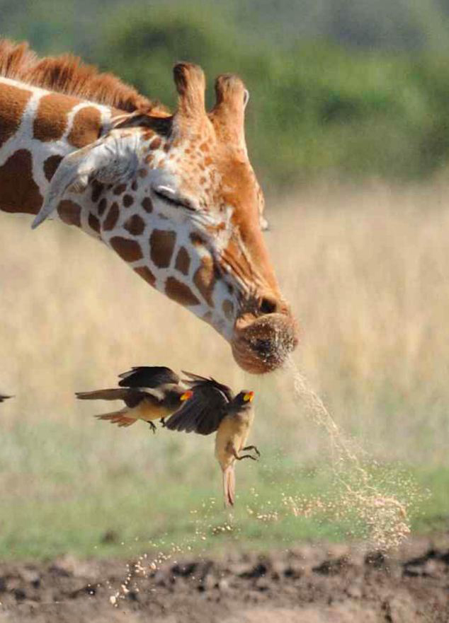 長(zhǎng)頸鹿飲水猛抬頭 小鳥(niǎo)被甩空中