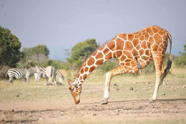 長(zhǎng)頸鹿飲水猛抬頭 小鳥被甩空中