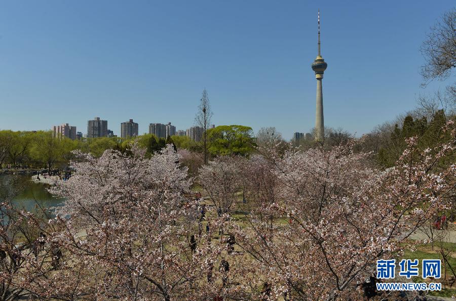 北京早櫻盛放 玉淵潭美不勝收