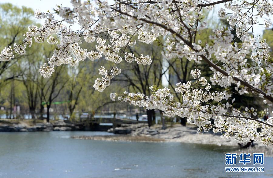 北京早櫻盛放 玉淵潭美不勝收