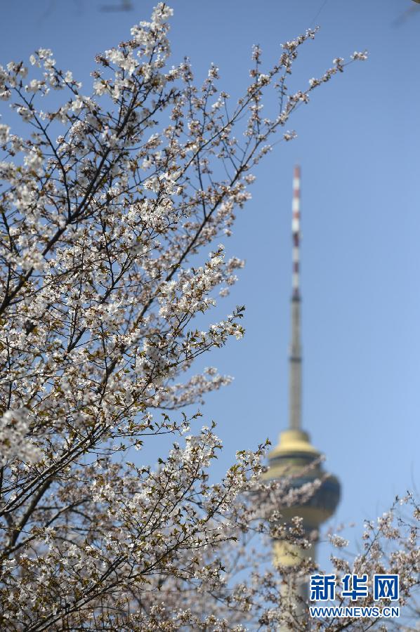 北京早櫻盛放 玉淵潭美不勝收