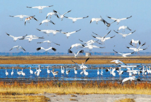 雙遼獲批省級白鶴自然保護區