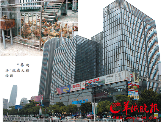 寫字樓頂養雞白領抱怨 物業:自己養的較放心