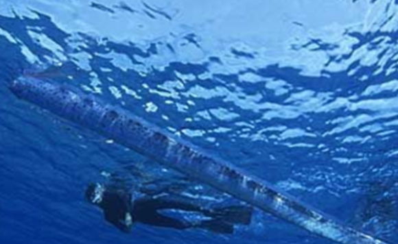 活體白龍王現(xiàn)身墨西哥淺海驚呆游客