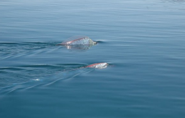 活體白龍王現身墨西哥淺海驚呆游客