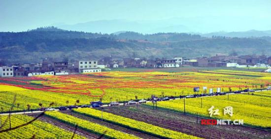 油菜花地6000盞燈籠拼成神農(nóng)畫(huà)像