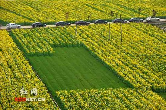 油菜花地6000盞燈籠拼成神農(nóng)畫(huà)像