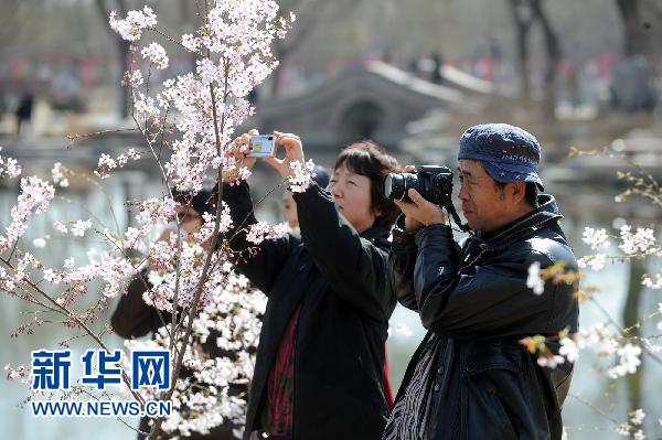 日本國花櫻花北京綻放（組圖）