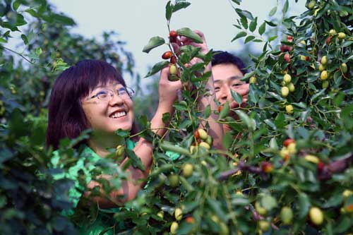 皇家貢棗百姓嘗