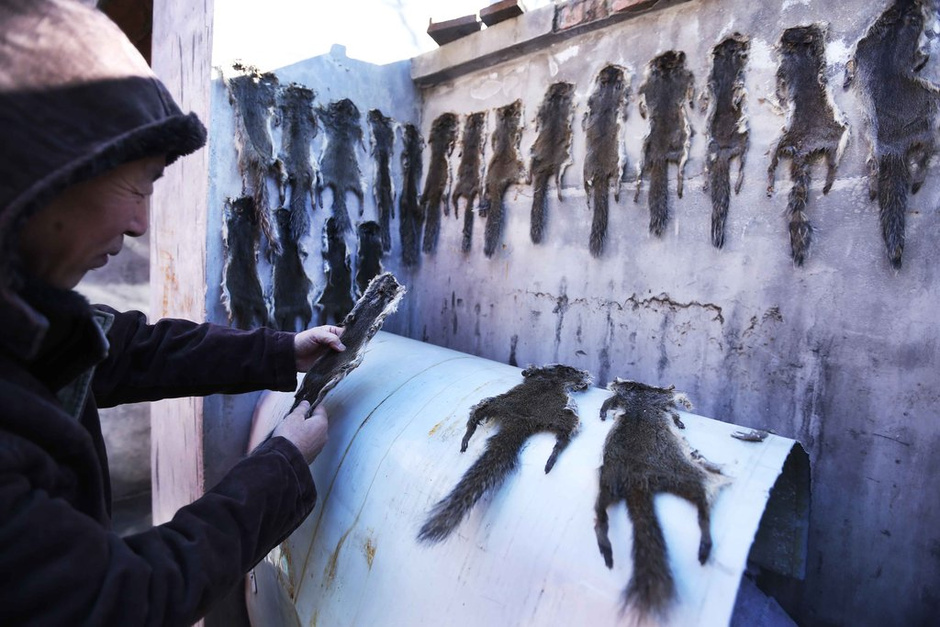 農(nóng)戶剝皮賣保護(hù)動(dòng)物 每年至少百余張