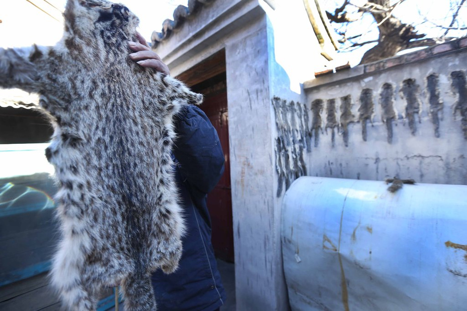 農戶剝皮賣保護動物 每年至少百余張