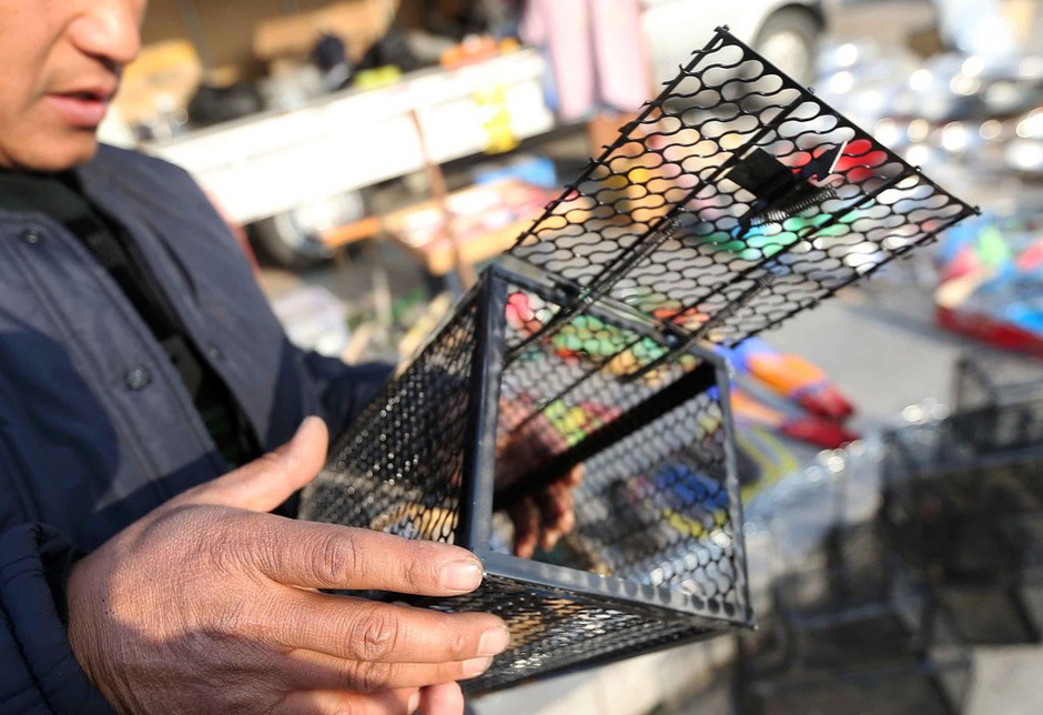 農戶剝皮賣保護動物 每年至少百余張