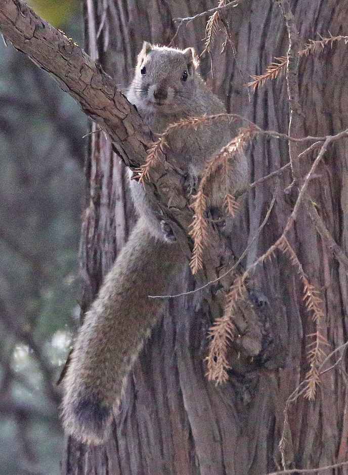 農戶剝皮賣保護動物 每年至少百余張