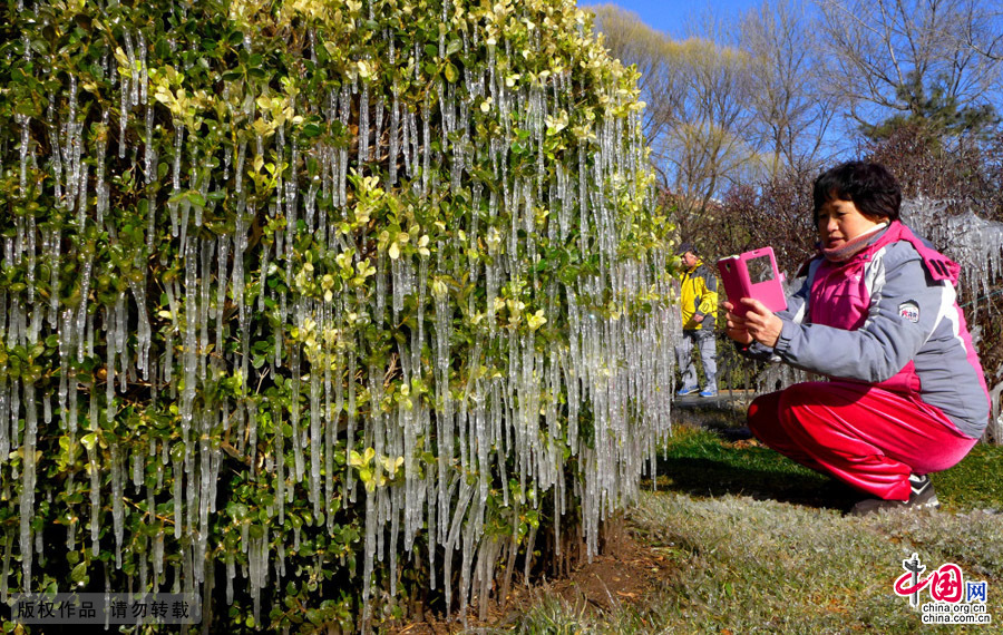 北京石景山一公園現罕見“冰世界”景觀