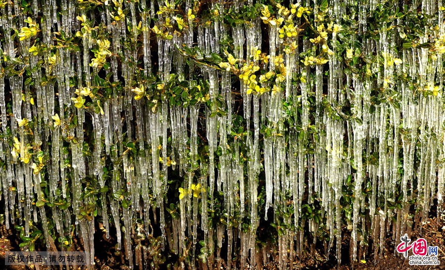 北京石景山一公園現罕見“冰世界”景觀