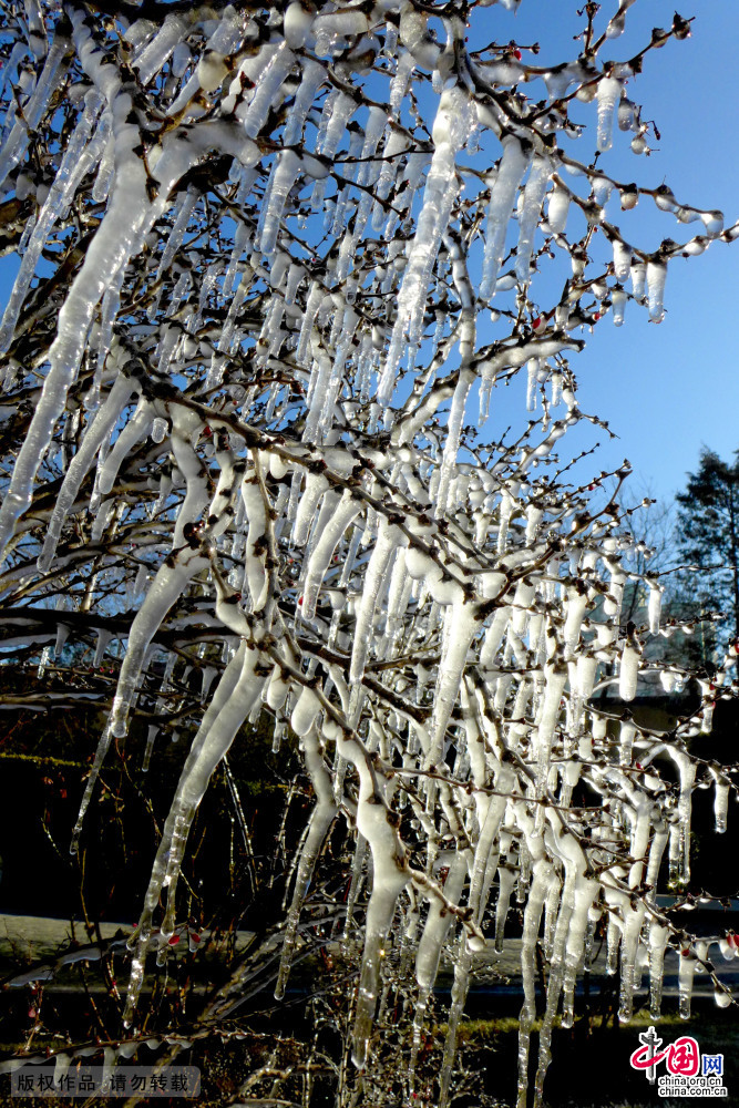 北京石景山一公園現罕見“冰世界”景觀