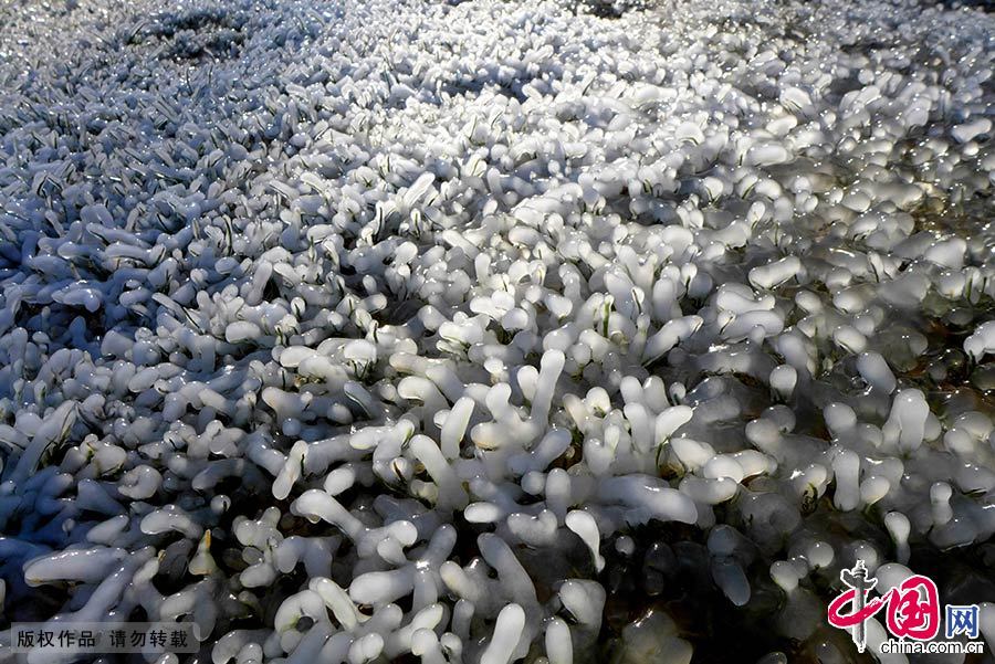 北京石景山一公園現罕見“冰世界”景觀