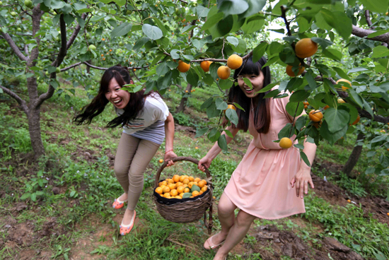 北京平谷第十二屆北寨紅杏文化節(jié)開幕